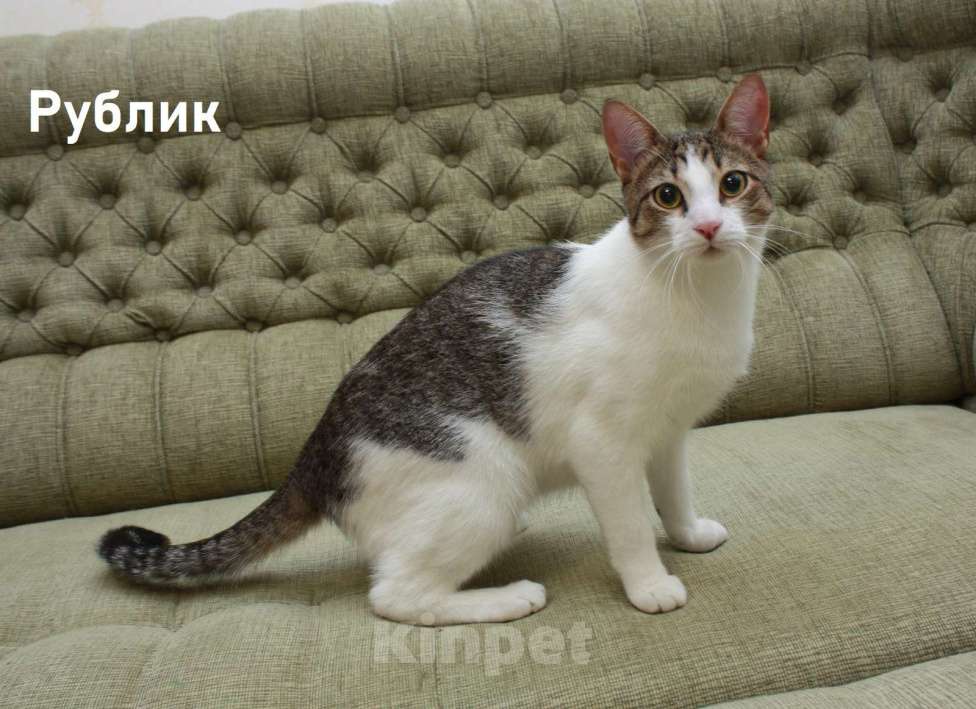Кошки в Санкт-Петербурге: Котенок-подросток Рублик очень хочет стать домашним Мальчик, Бесплатно - фото 3