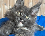 Кошки в Санкт-Петербурге: Чистокровные котята породы Мейн Кун Девочка, 20 000 руб. - фото 2