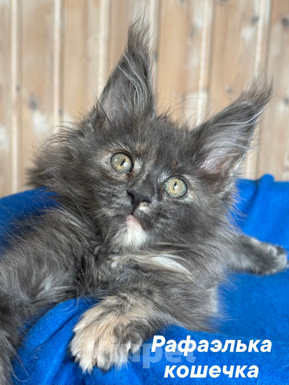 Кошки в Санкт-Петербурге: Чистокровные котята породы Мейн Кун Девочка, 20 000 руб. - фото 2