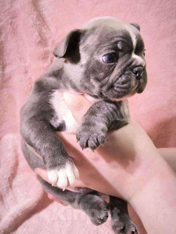 Собаки в Санкт-Петербурге: Щенок французского бульдога Мальчик, 100 000 руб. - фото 2