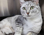 Кошки в Москве: Молодая кошечка Туся в самые добрые руки! Девочка, Бесплатно - фото 1