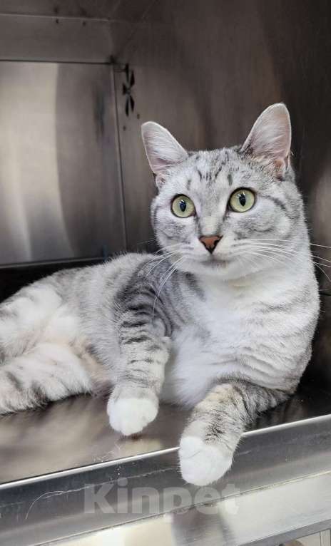 Кошки в Москве: Молодая кошечка Туся в самые добрые руки! Девочка, Бесплатно - фото 1