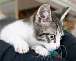 Кошки в Москве: Бесхитростный котенок Симба в добрые руки Мальчик, 1 руб. - фото 5