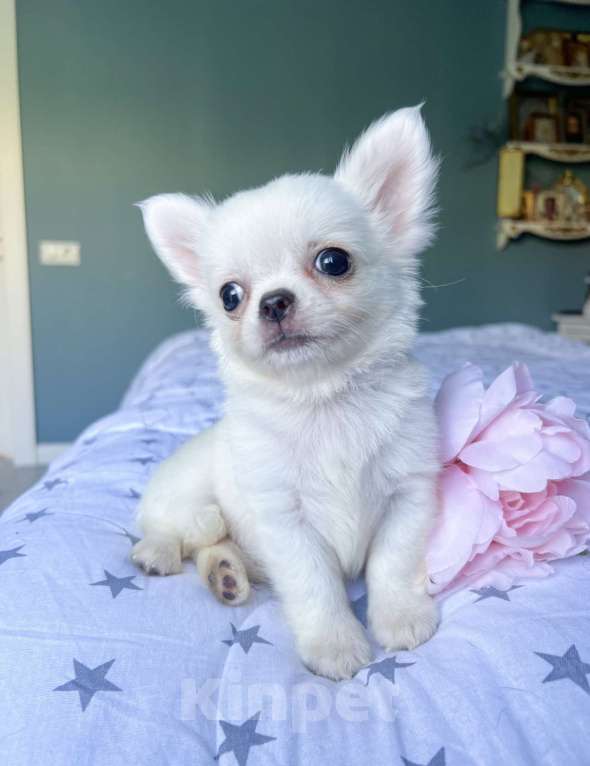 Собаки в Коломне: Шпунтик белый длинношерстный мальчик  Мальчик, 50 000 руб. - фото 2