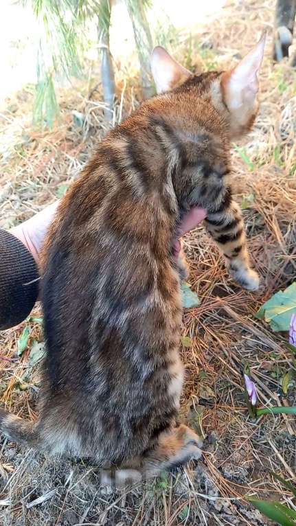 Кошки в Москве: Бенгальская девочка Девочка, 25 000 руб. - фото 3