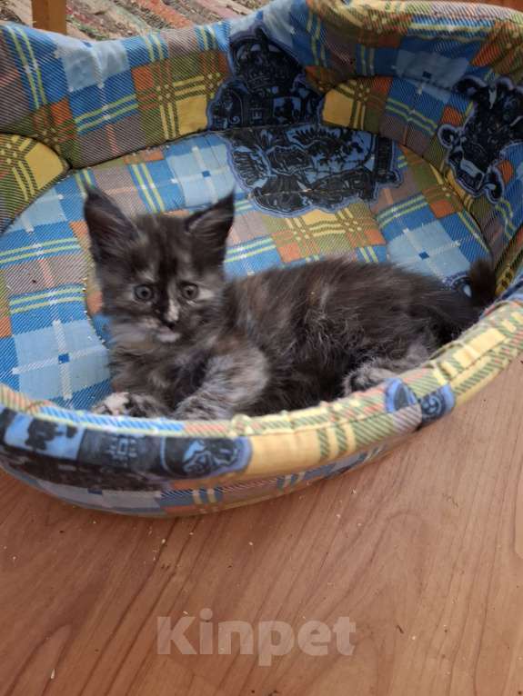 Кошки в Москве: Трехцветная куночка Девочка, 20 000 руб. - фото 3