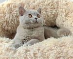 Кошки в Санкт-Петербурге: Британская кошечка Девочка, 30 000 руб. - фото 9