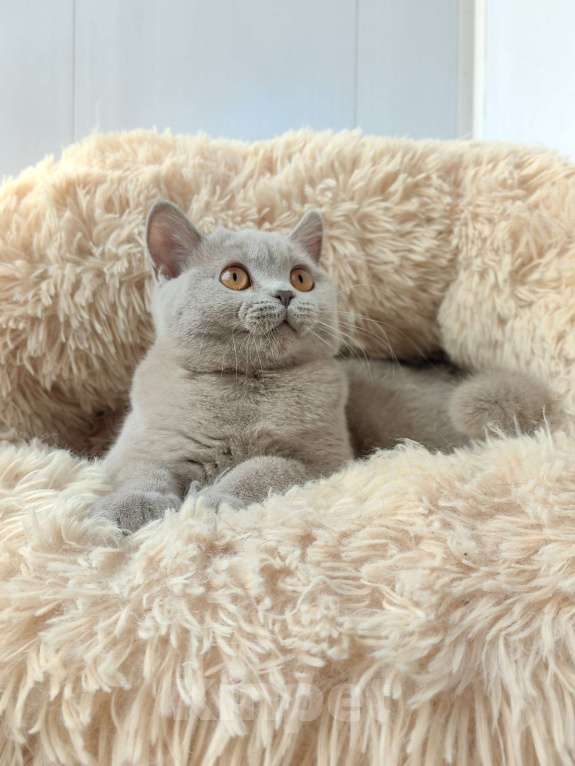 Кошки в Санкт-Петербурге: Британская кошечка Девочка, 30 000 руб. - фото 9