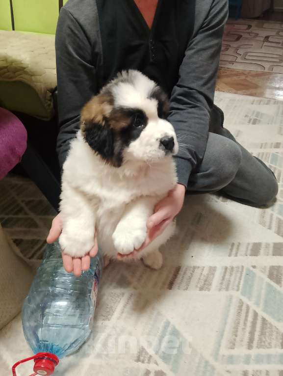 Собаки в Нижнем Тагиле: Щенок Московской сторожевой  Мальчик, 20 000 руб. - фото 9