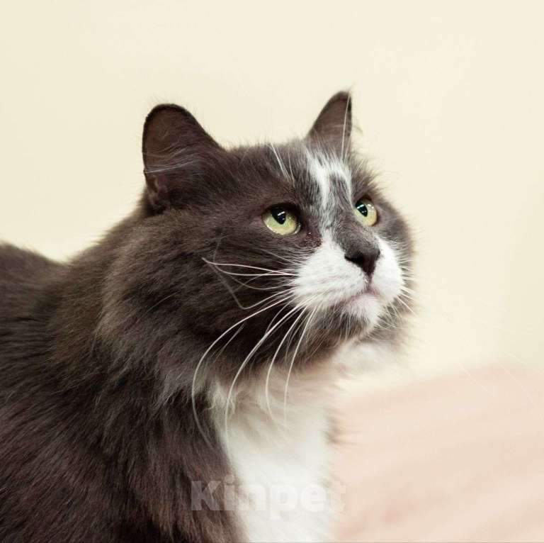 Кошки в Москве: Выкинутый хозяевами пушистый котик ищет дом! Мальчик, Бесплатно - фото 4