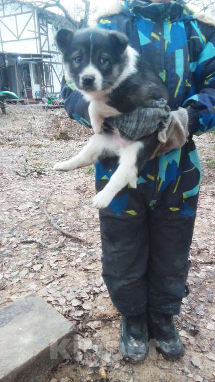 Собаки в Химках: Отдам в добрые руки щенков породы Мальчик, Бесплатно - фото 4