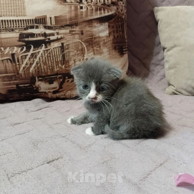 Кошки в Симферополе: Продаётся котенок Мальчик, 500 руб. - фото 1