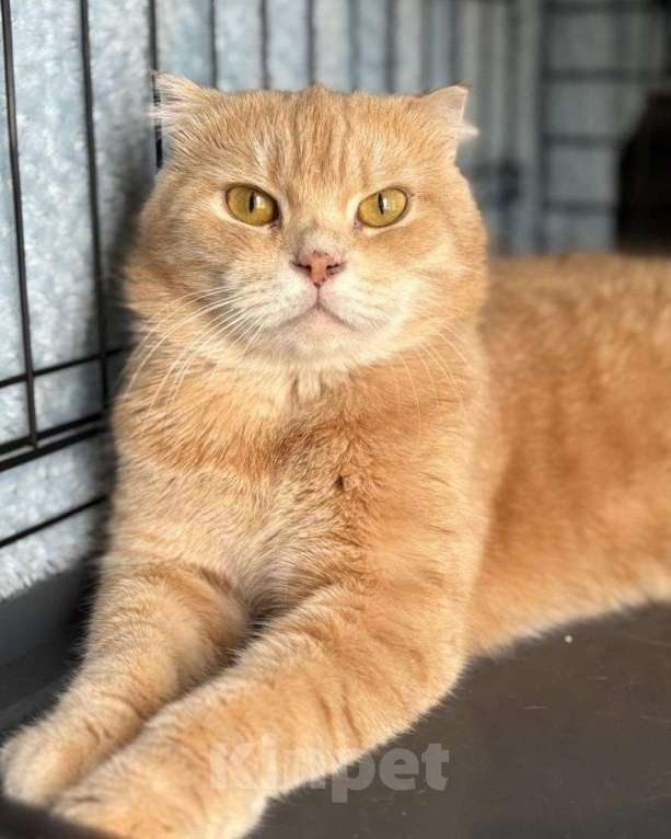 Кошки в Москве: Шотландский рыжий котик в дар Мальчик, Бесплатно - фото 3