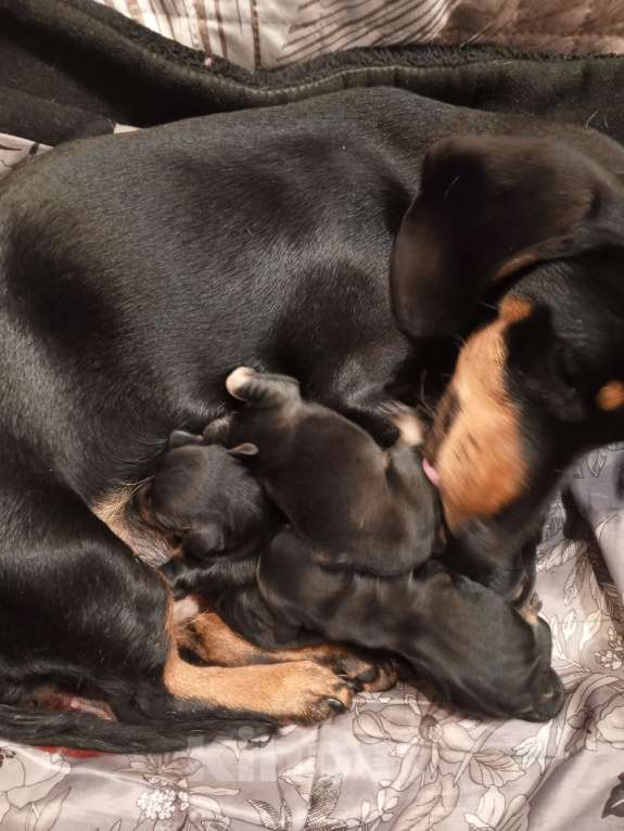 Собаки в Санкт-Петербурге: Щенок таксы карликовой, мальчик.1.5 мес. Мальчик, 15 000 руб. - фото 5