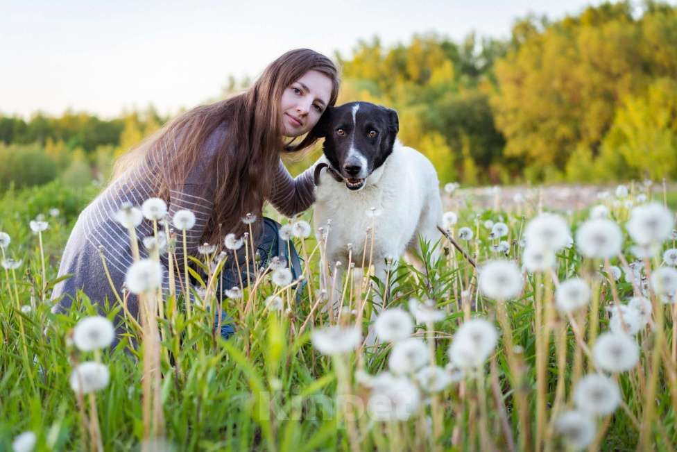 Собаки в Москве: Пёсель из приюта в поисках дома Мальчик, Бесплатно - фото 4