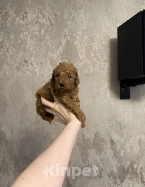 Собаки в Москве: Мальчик Мальчик, 40 000 руб. - фото 1