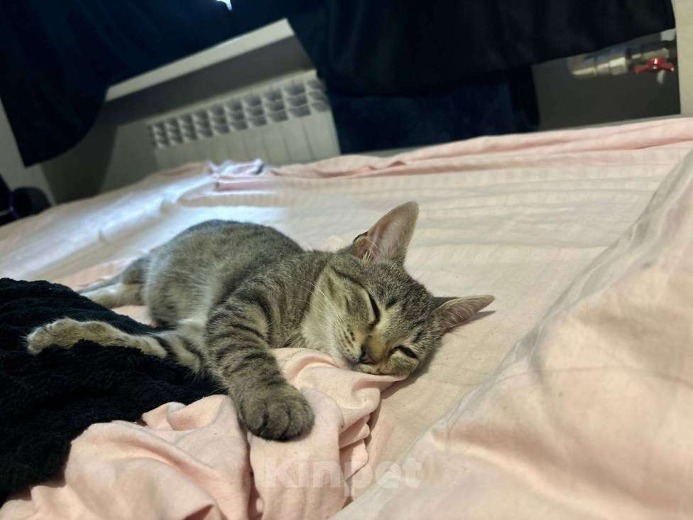 Кошки в Санкт-Петербурге: Котенок Люмия Люми Девочка, Бесплатно - фото 2