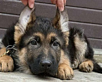 Собаки в Москве: Немецкая овчарка щенок Мальчик, 60 000 руб. - фото 2