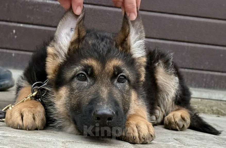 Собаки в Москве: Немецкая овчарка щенок Мальчик, 60 000 руб. - фото 2