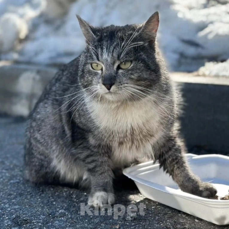 Кошки в Москве: Ласковому котику срочно нужен дом 🆘️ Мальчик, Бесплатно - фото 3
