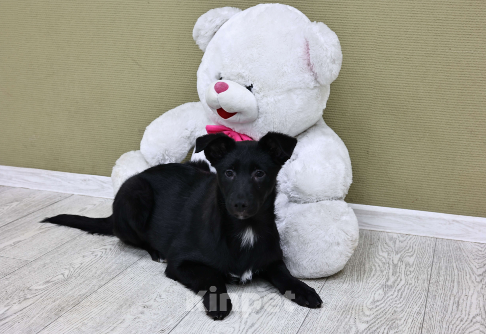 Собаки в Москве: Щенки бесплатно в Москве Девочка, Бесплатно - фото 3