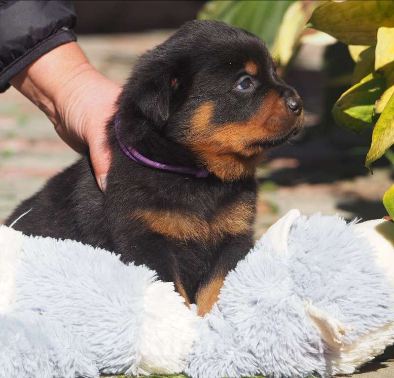 Собаки в Кстово: Щенок ротвейлера  Мальчик, 65 000 руб. - фото 4