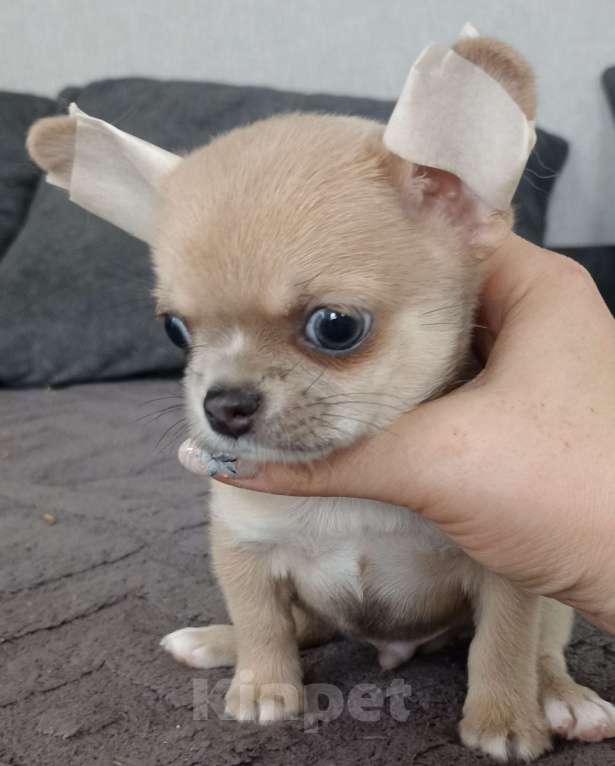 Собаки в Ростове-на-Дону: Мальчик чихуахуа Мальчик, 25 000 руб. - фото 2