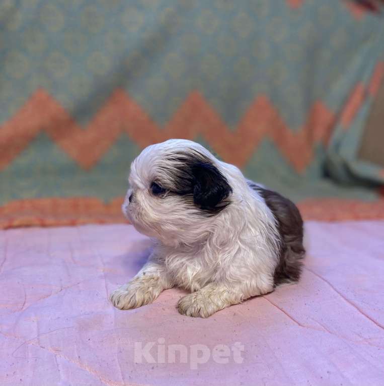 Собаки в Санкт-Петербурге: Обаятельная девочка ши тцу  Девочка, 40 000 руб. - фото 2