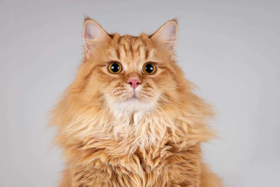 Кошки в Москве: Очаровательный рыжий котик Лютик ищет дом Мальчик, Бесплатно - фото 6