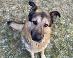 Собаки в Одинцово: Шонни ищет дом Мальчик, Бесплатно - фото 2