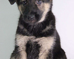 Собаки в Москве: Милейший щенок 2 месяца Кнопка в дар Девочка, Бесплатно - фото 3