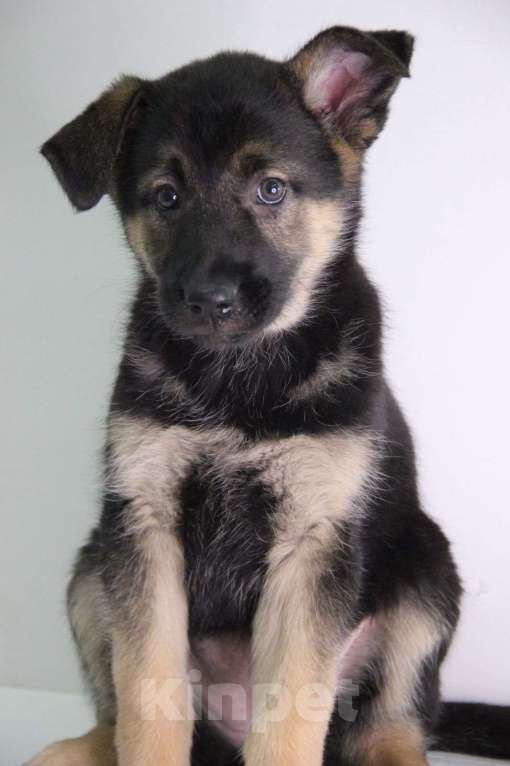 Собаки в Москве: Милейший щенок 2 месяца Кнопка в дар Девочка, Бесплатно - фото 3