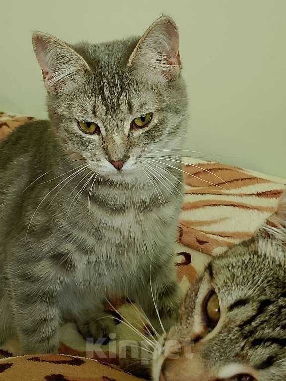 Кошки в других городах Краснодарского края: Котята в добрые руки Разнополые, Бесплатно - фото 2