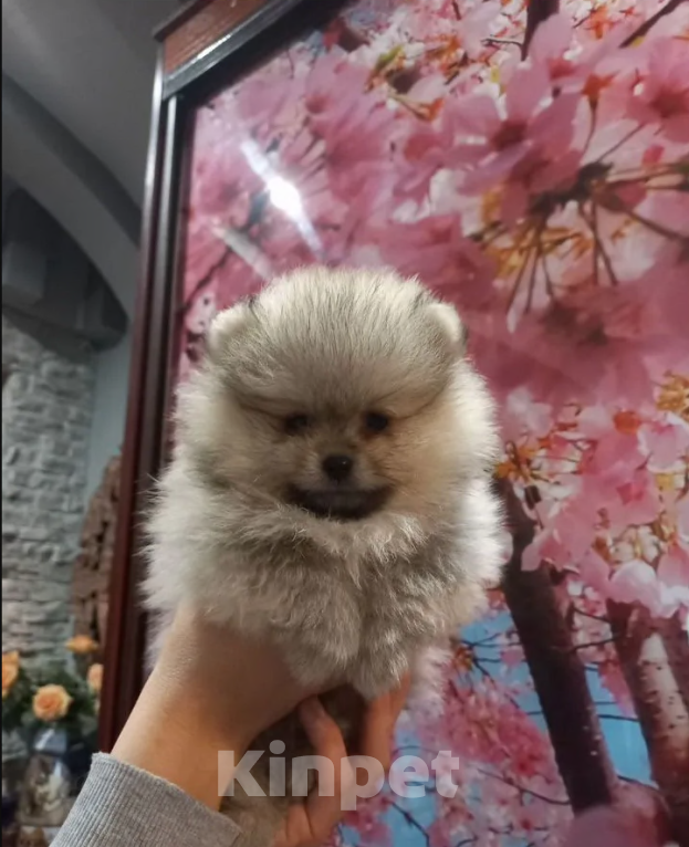 Собаки в Екатеринбурге: шпицемишки Мальчик, 50 000 руб. - фото 1