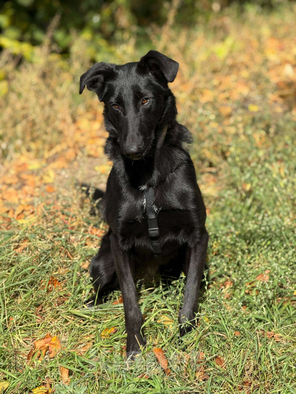 Собаки в Москве: Клякса Девочка, Бесплатно - фото 2