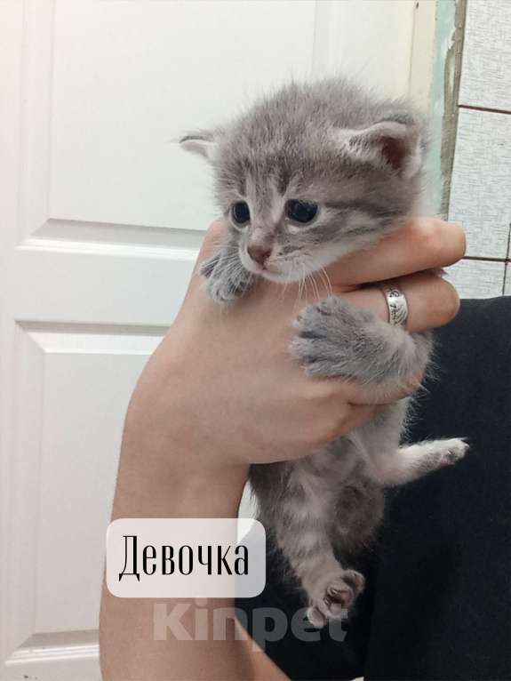 Кошки в Донецке: Девочка Девочка, Бесплатно - фото 1