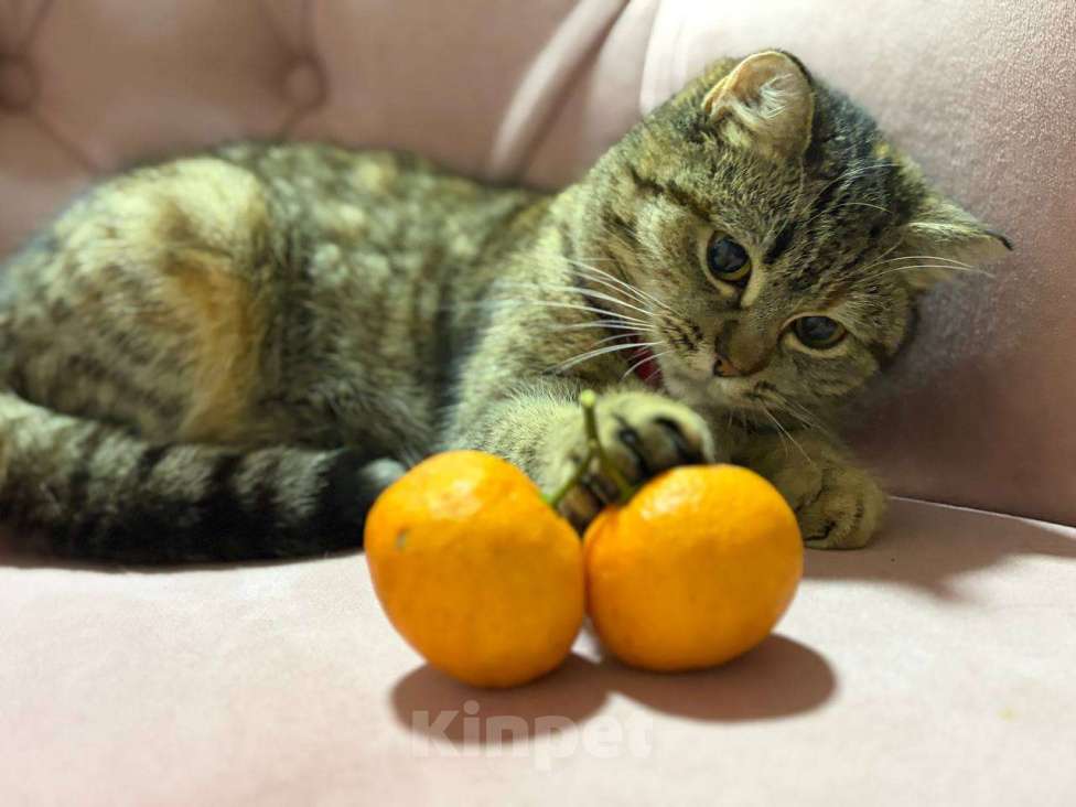 Кошки в Москве: Красотка Клео, очень красивый котёнок! Девочка, Бесплатно - фото 10