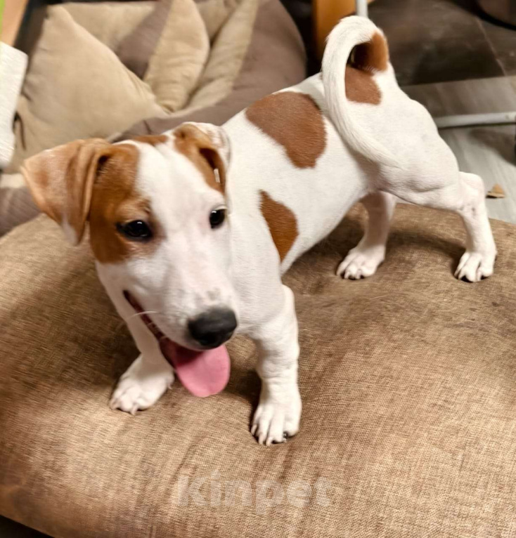 Собаки в Москве: Визор Мальчик, 50 000 руб. - фото 2