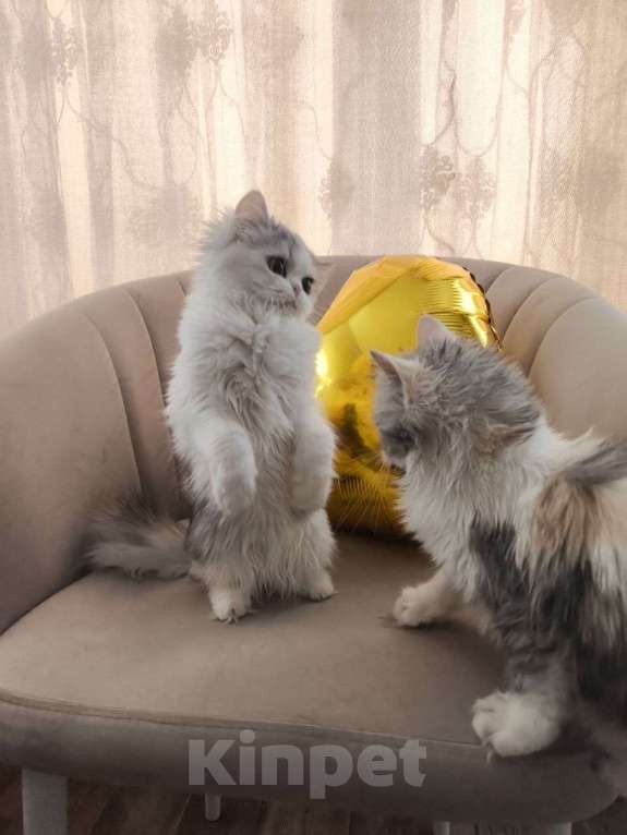 Кошки в Новосибирске: Пушистое чудо  Девочка, 30 000 руб. - фото 3