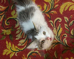 Кошки в Новосибирске: Красивые кошечки Девочка, 1 руб. - фото 2