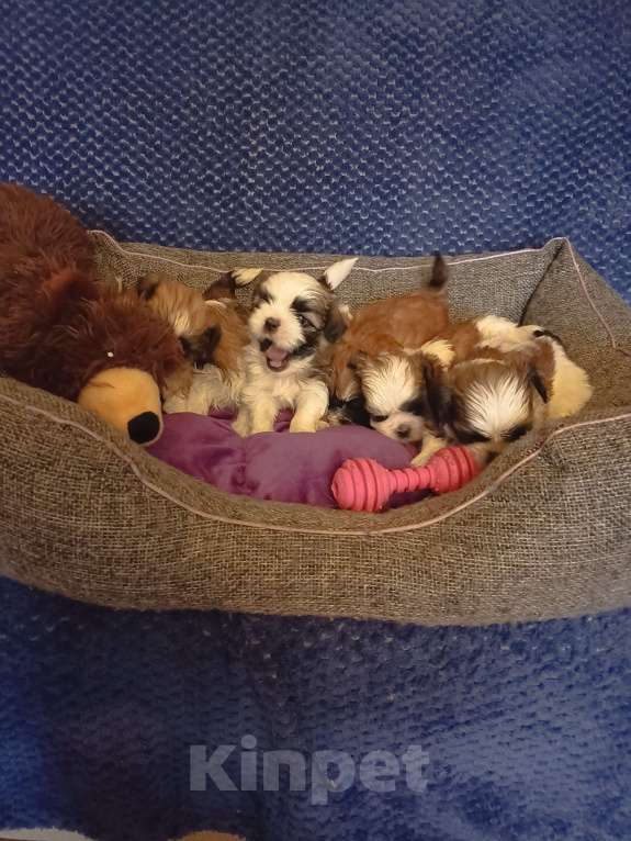 Собаки в Чехове-2: Ши-тцу Мальчик, 25 000 руб. - фото 8