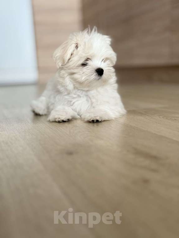 Собаки в Москве: Малтезе девочка  Девочка, 150 000 руб. - фото 4