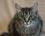 Кошки в Москве: Котенок в добрые руки Девочка, Бесплатно - фото 1