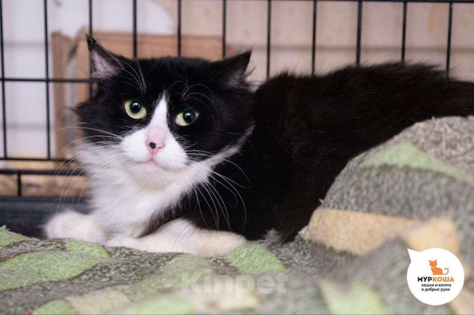 Кошки в Москве: кошка Нефилима ищет дом Девочка, Бесплатно - фото 2