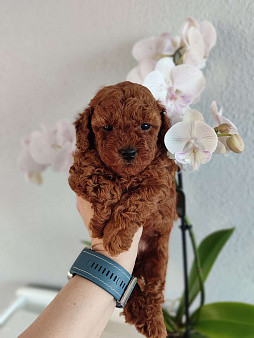 Щенки той пудель