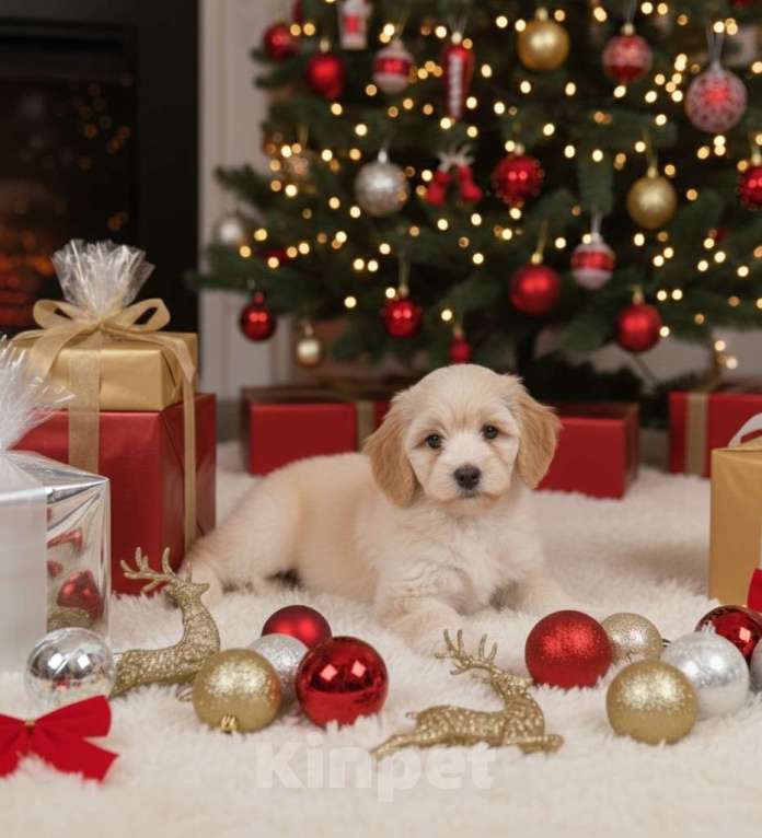 Собаки в Москве: Элитный кавапу мини, мальчик | кремовый окрас | выразительные тёмные глаза Мальчик, 90 000 руб. - фото 3