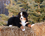 Собаки в Москве: Щенок Бернский зенненхунд Мальчик, Бесплатно - фото 5