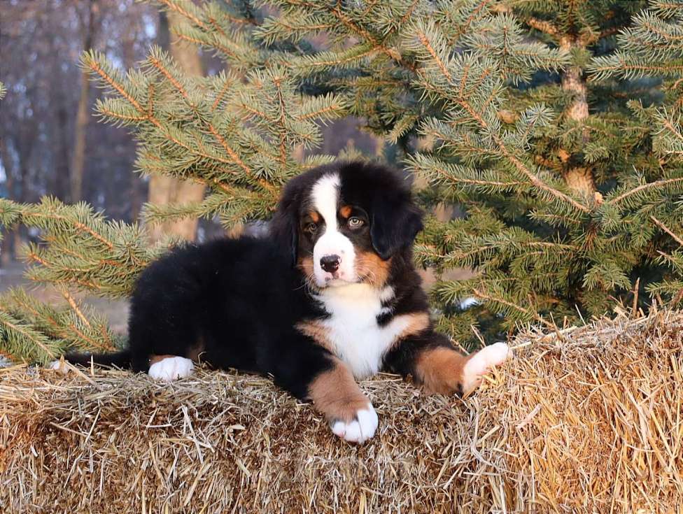 Собаки в Москве: Щенок Бернский зенненхунд Мальчик, Бесплатно - фото 5