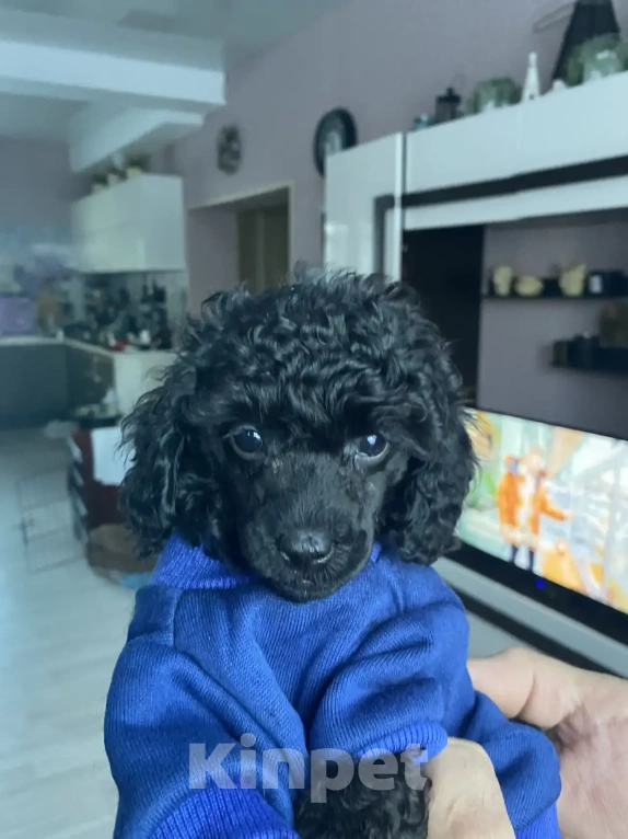 Собаки в Березовском: Мальчик Мальчик, 45 000 руб. - фото 7