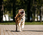 Собаки в Москве: Шамуб ищет дом Мальчик, Бесплатно - фото 5
